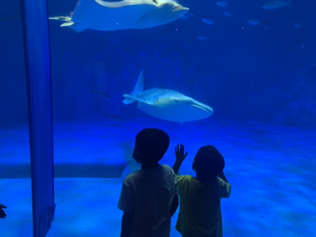 ジンベイザメと子供たち